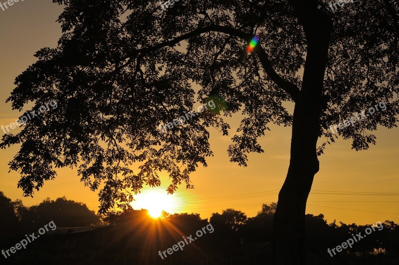 Tree Shadow Landscape Light Sunrise