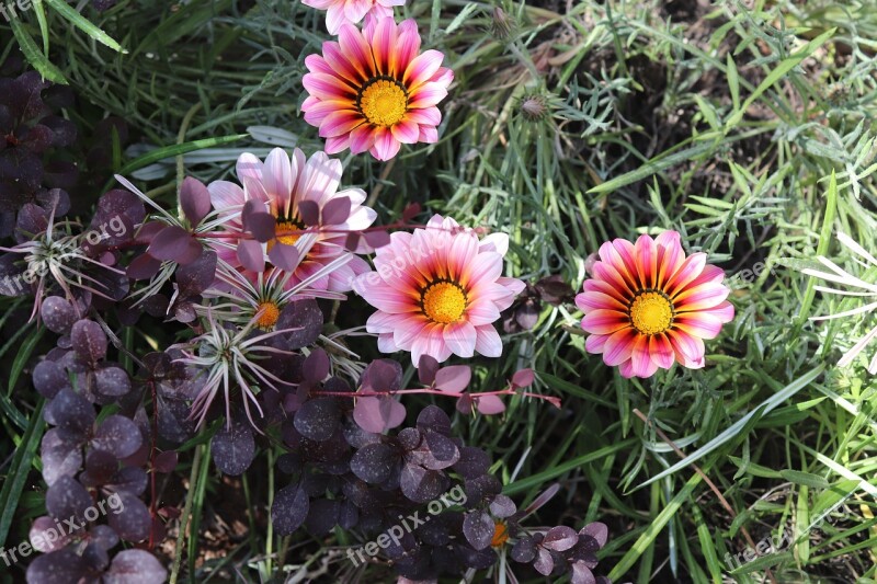 Pink Nature Spring Flowers Water