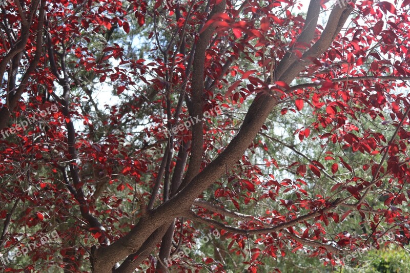 Red Nature Colorful Landscape Color