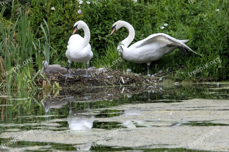 Swan Bird Water Nature Lake