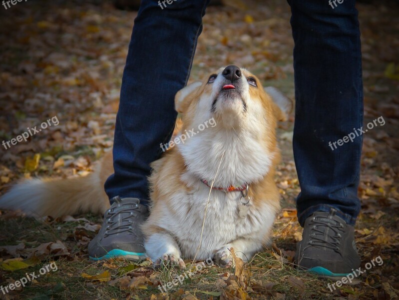 Dog Corgi Shepherd Welschcorgi Pet