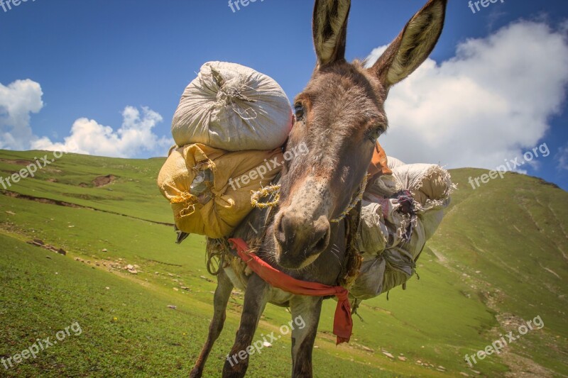 Donkey Donkey With Weight A Donkey Carrying Luggage Hiking Mountains