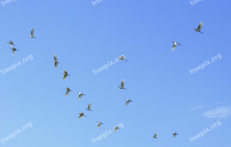 Birds In Flight Flying Birds Birds Sky Beautiful Birds