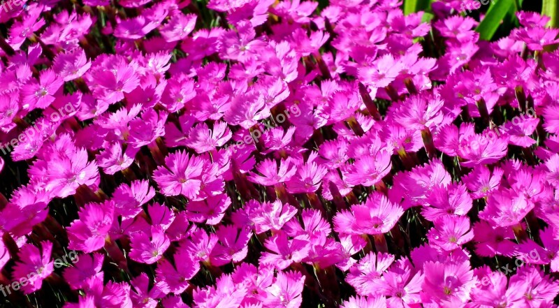 Gożdziki Flowers Pink The Petals Garden