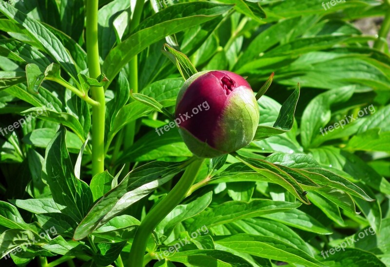 Peony Flower Bud Spring Garden