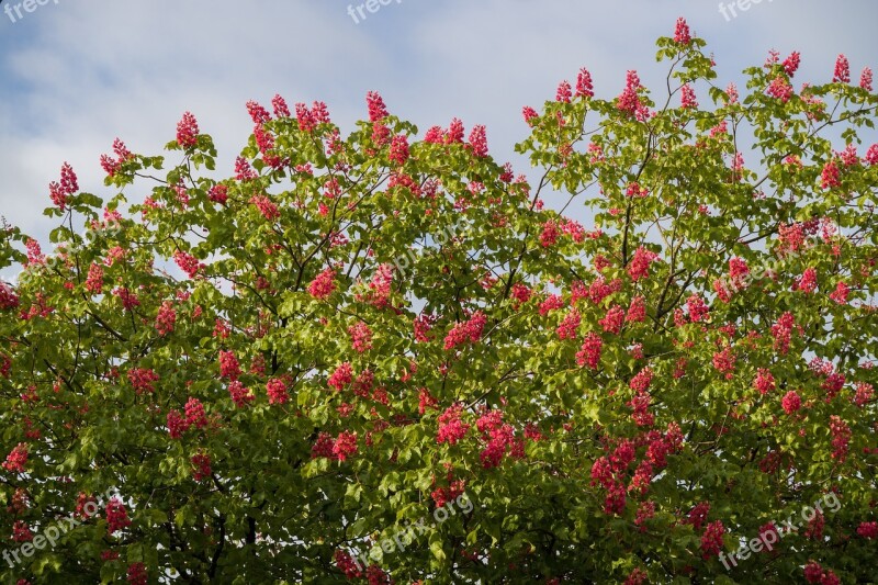 Chestnut Blossoms Red Tree Nature Spring