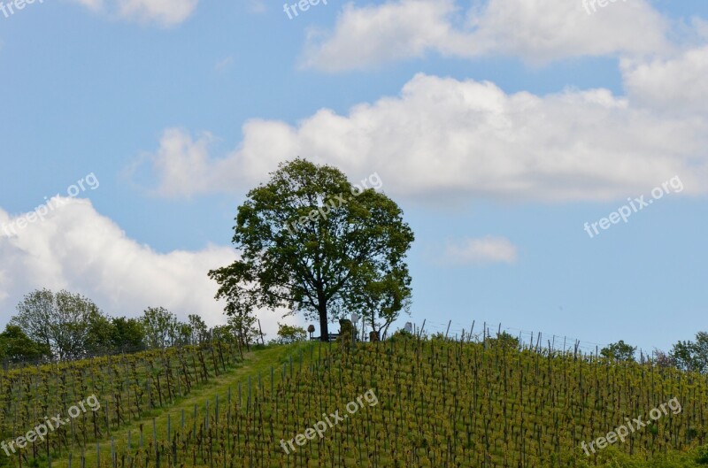 Vineyard Tree Landscape Spring Nature