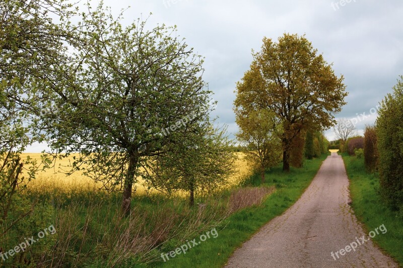 Oilseed Rape Lane Apple Trees Landscape Spring