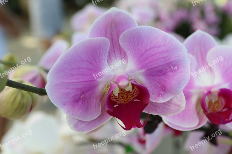 Pink Flowers Nature Spring Plant