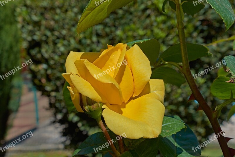 Yellow Rose Petals Romantic Flowers Garden