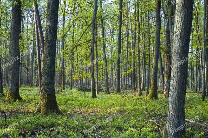 Tree Spring Floe Landscape Green