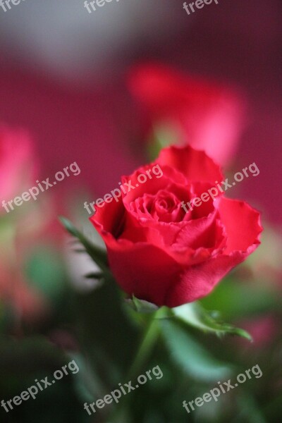 Rose Red Flower Blossom Bloom