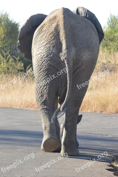 Elephant Wild Africa Safari Nature