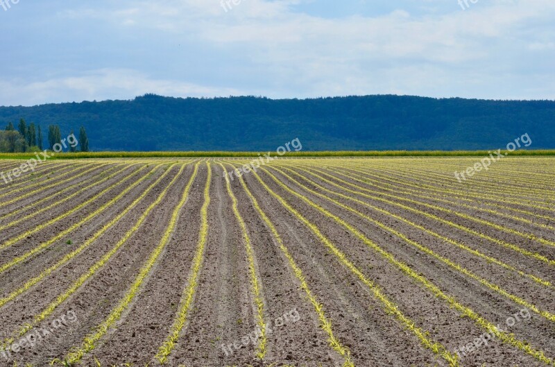 Spring Agriculture Field Cereals Corn