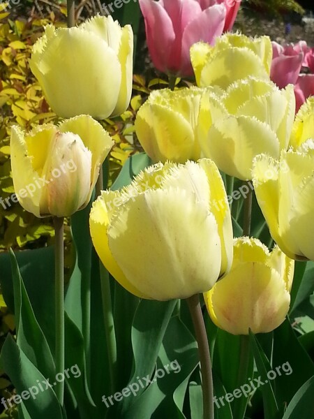 Tulips Yellow Flowers Spring Flowers Garden