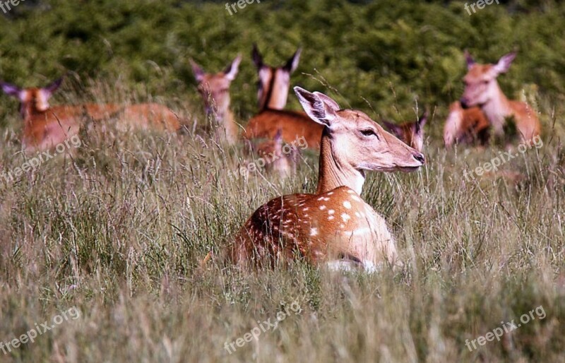 Animals Pets Nature Field Forest