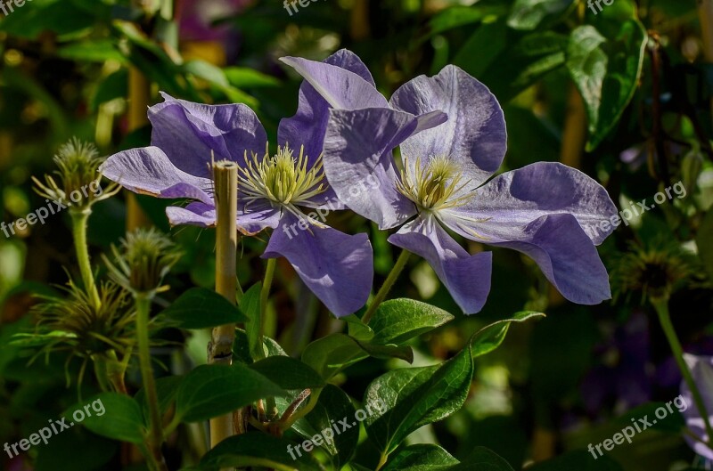 Clematis Garden Nature Violet Summer