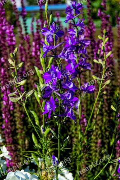 Larkspur Nature Blue Edge Of Field Free Photos