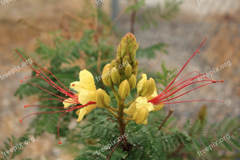 Yellow Bird Of Paradise Southwest Desert Blossom Flower Bud