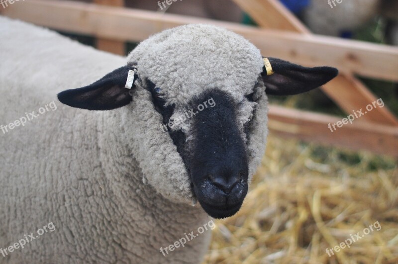 Sheep Wool Farm Free Photos