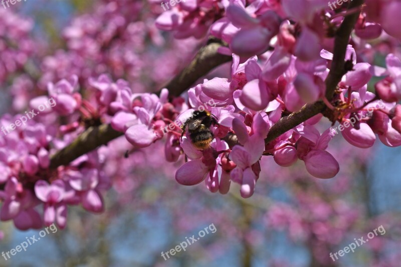 Branch Flowers Pink Bourdon Insect