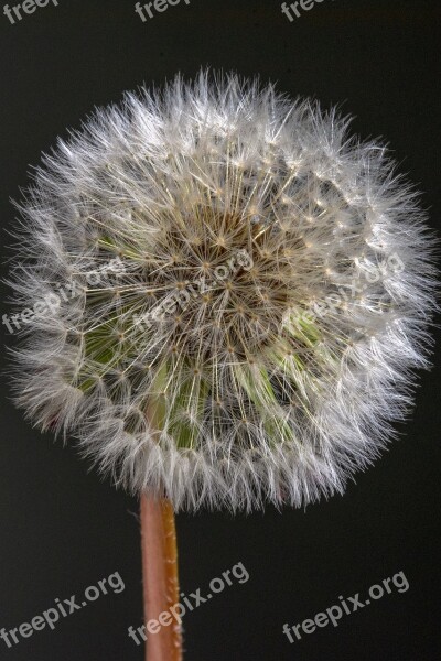 Flower Dandelion Nature Spring Vegetable