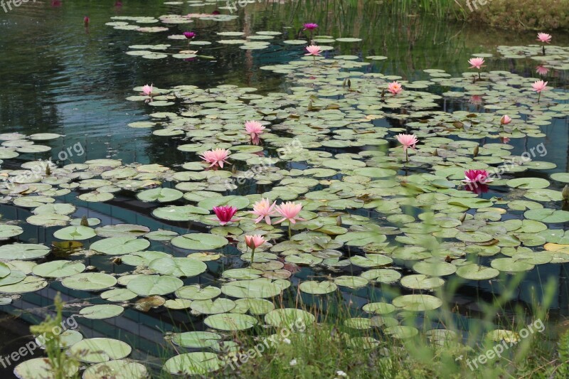 Lily Pad Pond Lotus Swap Water