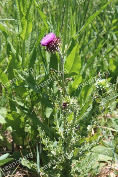 Thistle Weed Plant Purple Nature