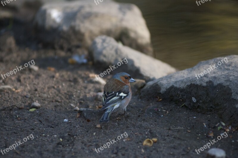 Sparrow Bird Nature Animal Plumage