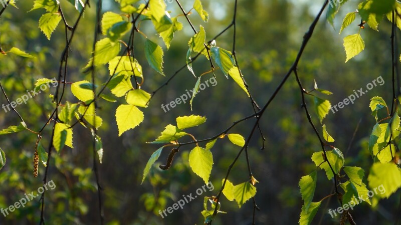 Nature Plants Green Leaflet Birch