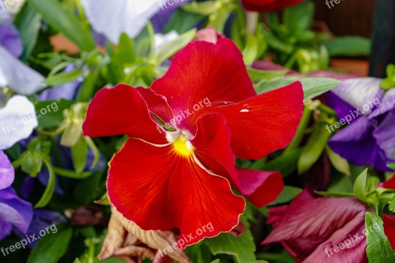 Pansy Flower Spring Garden Free Photos