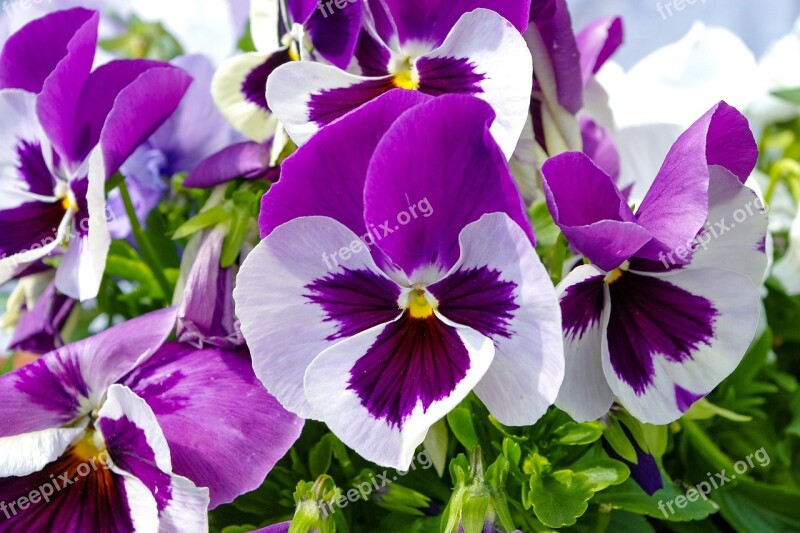 Pansy Flowerbed Garden Spring Free Photos