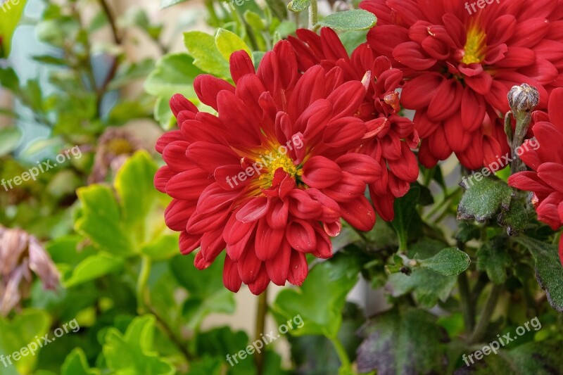 Spring Flower Chrysanthemum Nature Free Photos