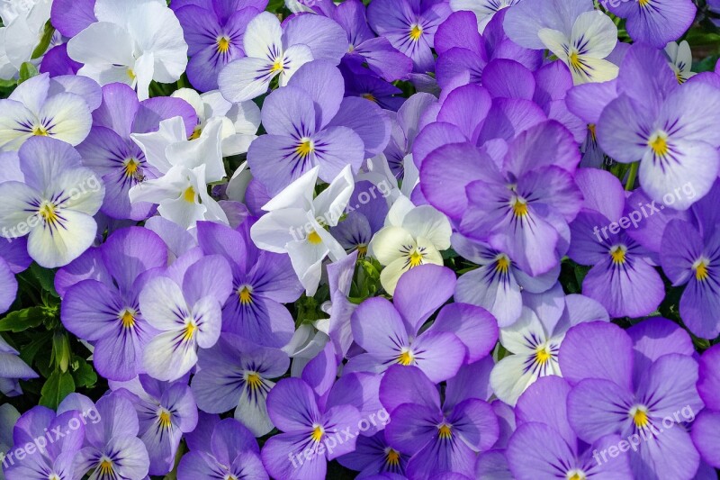 Pansies Flowers Colorful Spring Free Photos