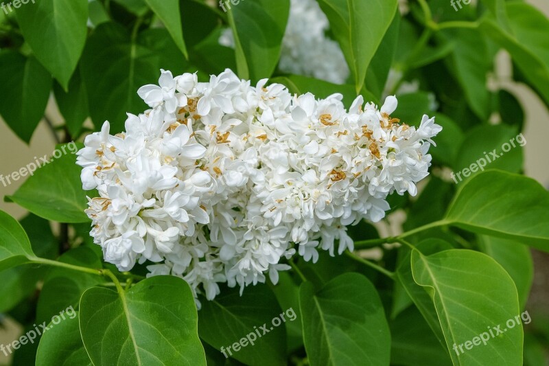 Lilac Without Spring Flower Free Photos