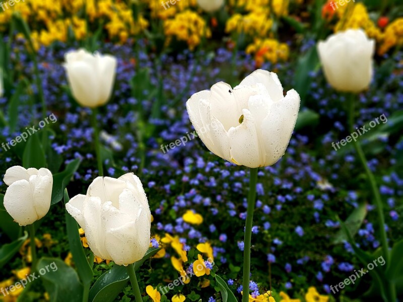 Tulip White Pansy Forget Me Not Garden