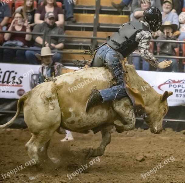 Bull Bull Rider Bull Riding Rodeo Cowboy