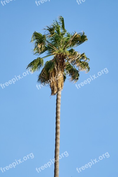 Palm Tree Tropical Beautiful Botanical