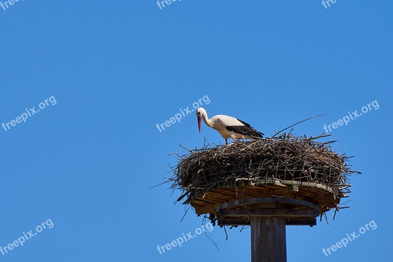 Stork Storchennest Bird Animal Nature