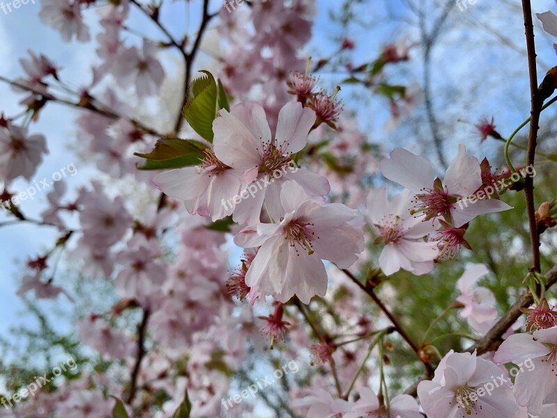 Cherry Blossom Spring Pink Tree Nature