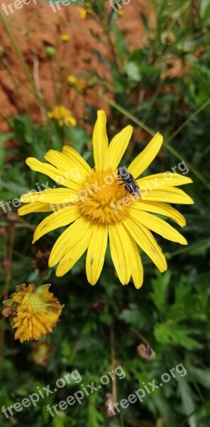 Flowers Fly Nature Bee Yellow