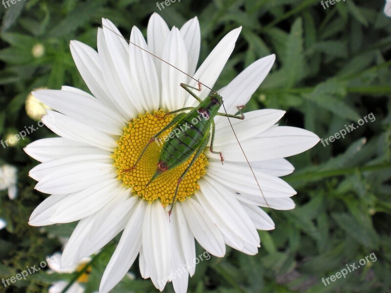 Margarita Grasshopper Nature Macro Insects