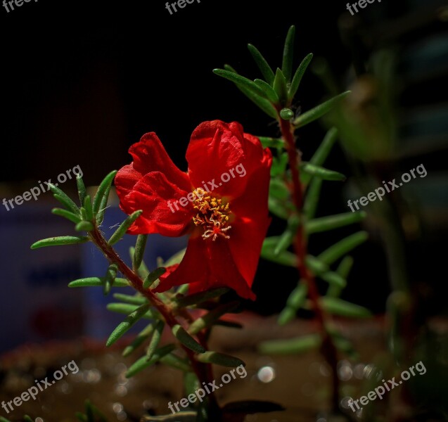 Red Flower Petals Red Nature Rose