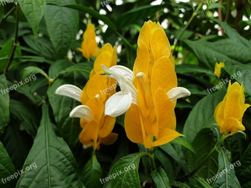 Flower Blossom Bloom Nature Petals