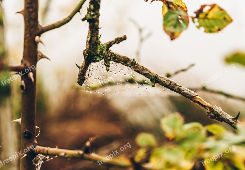 Macro Detail Drops Web Autumn