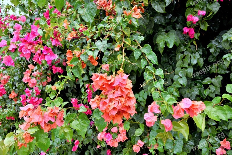 Flowers Colorful Flowering Vines Pretty Blooms