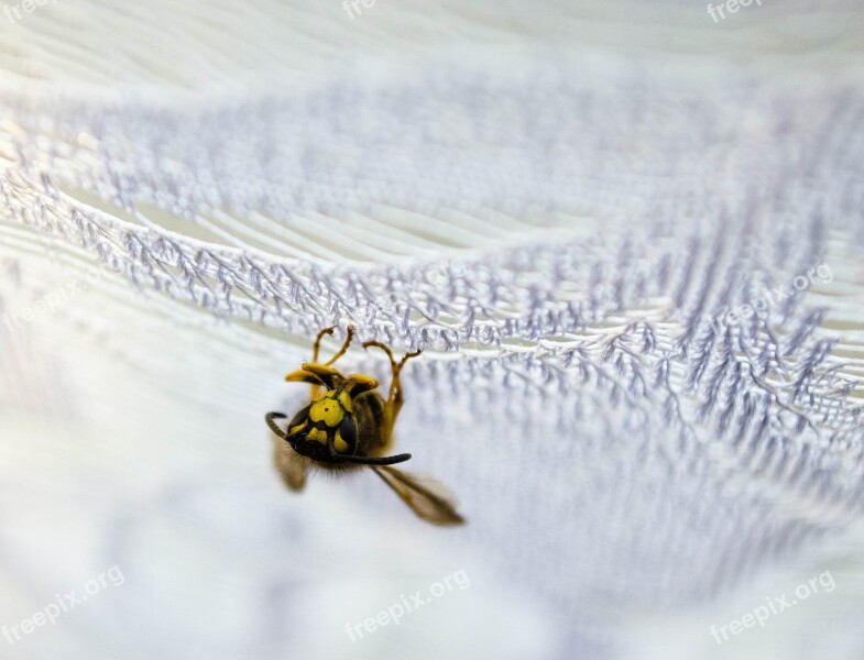 Osa Insect Macro Wings Free Photos