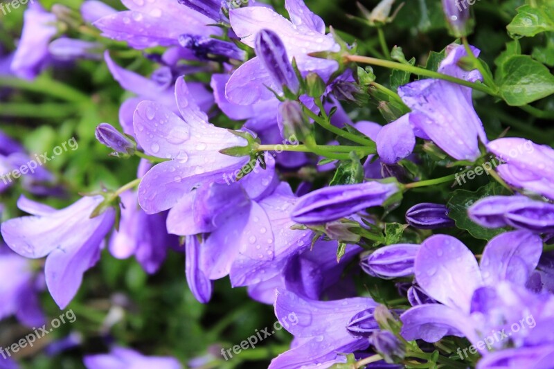 Flower Bluebell Blue Star Blue Butterfly Orchid