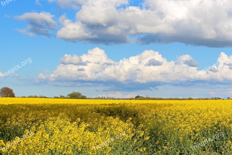 Flora Field Meadow Green Rural