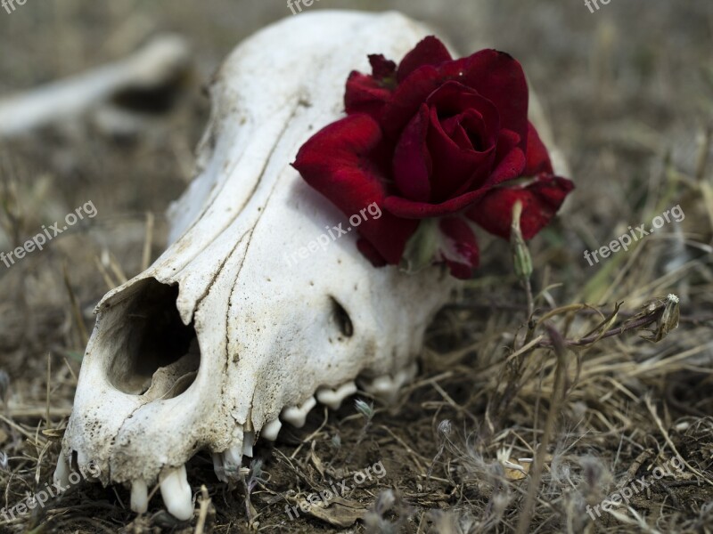 Flower Skull Gothic Symbol Head